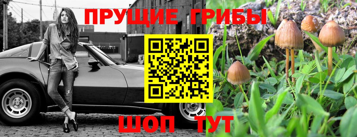 Псилоцибиновые грибы GOLDEN TEACHER Северобайкальск